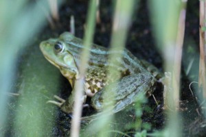 Frosch/könig?